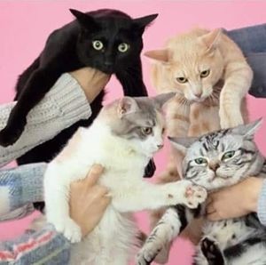 Meet your Posher, Allana-chantel